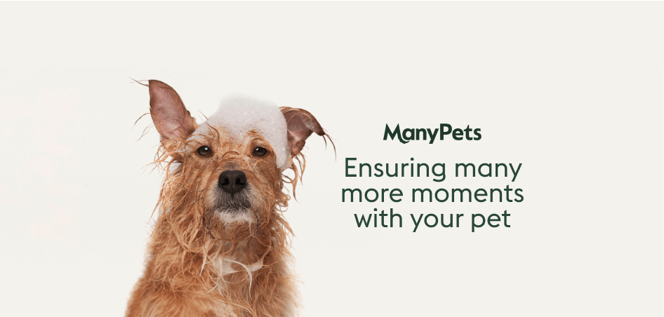 ManyPets logo – listed in the 10 Best Pet Insurance Companies for covering pre-existing and chronic pet conditions.