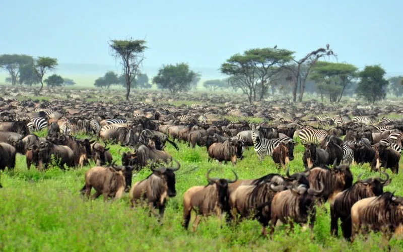 African Safari in Serengeti National Park, Tanzania – 10 Best Travel Experiences in the World for wildlife lovers.