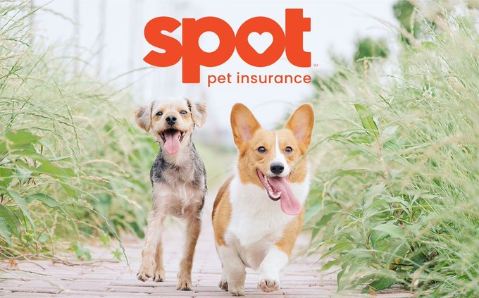 Spot logo – selected as one of the 10 Best Pet Insurance Companies for senior pets with flexible deductible options.