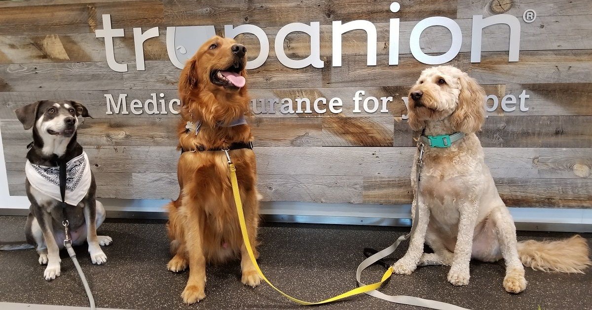 Trupanion logo – listed among the 10 Best Pet Insurance Companies for direct vet payments and hassle-free reimbursements.