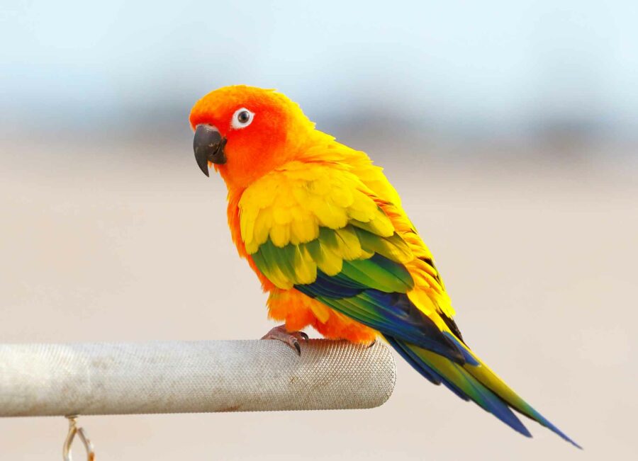 Vibrant parrot perched on a branch, highlighting bird popularity in the 10 Most Popular Pets in the World.