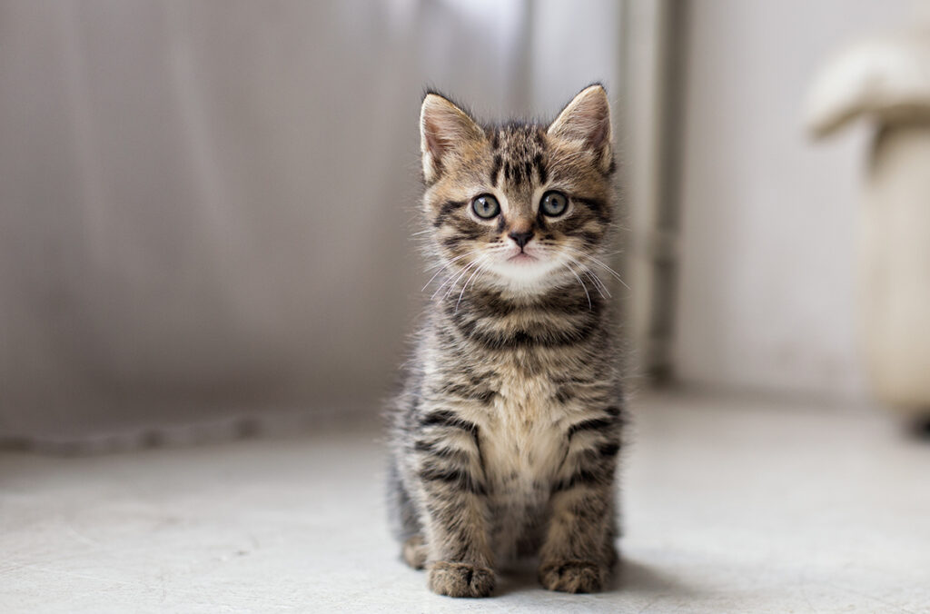 Curious cat sitting on the floor symbolizing its rank in the 10 Most Popular Pets in the World list.