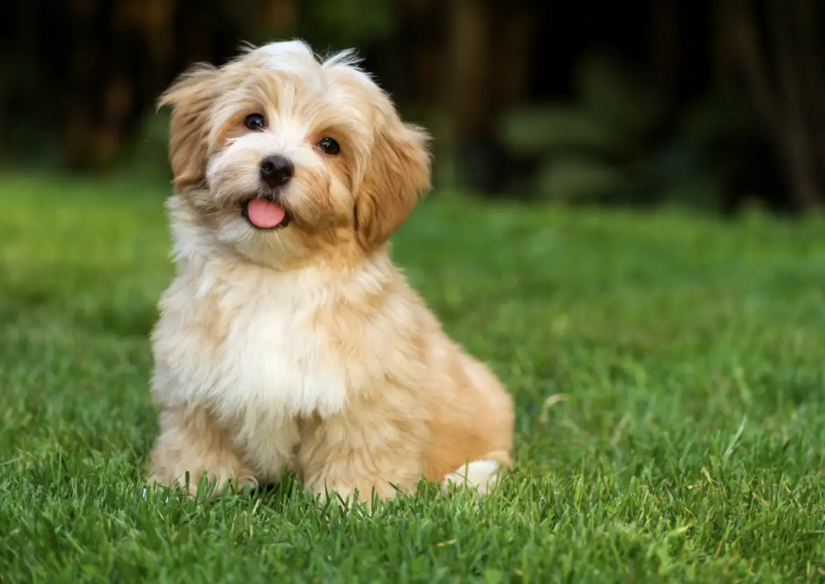 Happy dog representing the top pet in the list of 10 Most Popular Pets in the World.