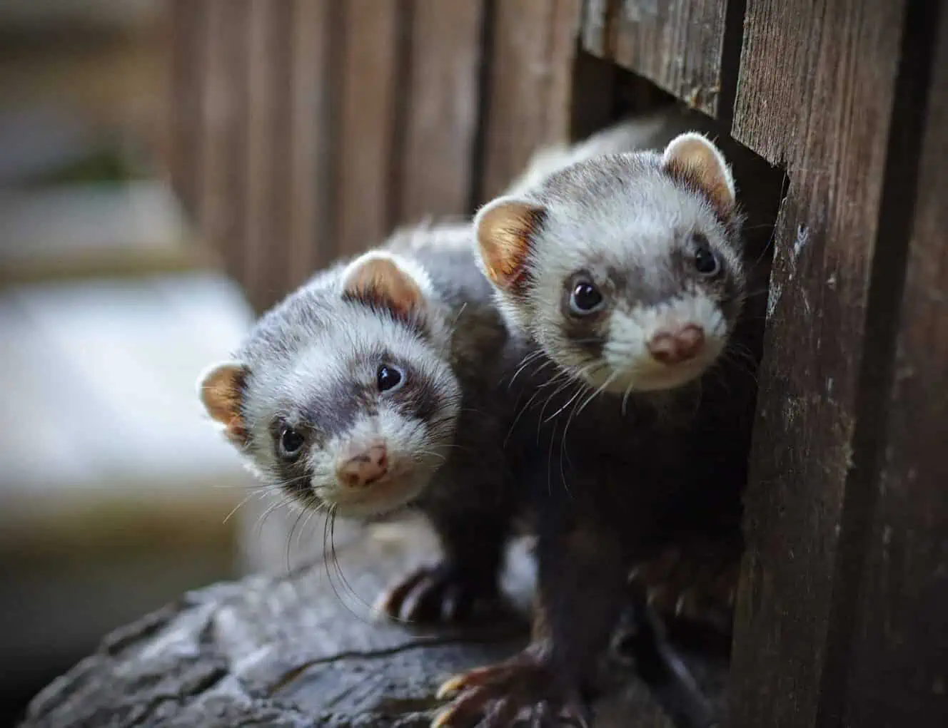Playful ferrets peeking out of a hammock, closing the list of the 10 Most Popular Pets in the World.