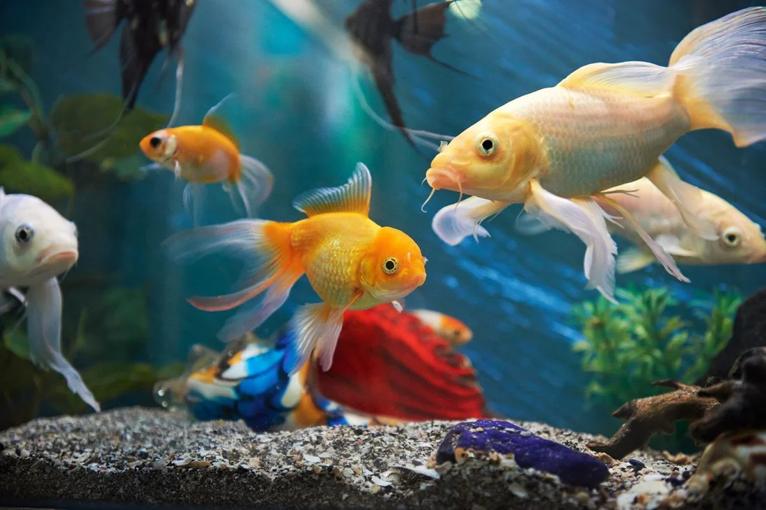Colorful aquarium fish swimming gracefully, included in the 10 Most Popular Pets in the World.