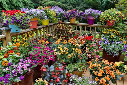 Flowers in pots, representing gardening as one of the 10 Most Popular Hobbies in the World for nature and health.