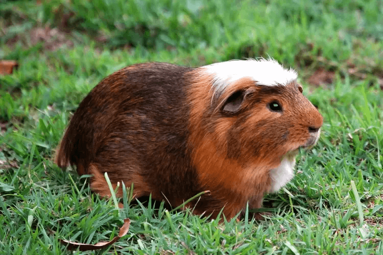 Guinea pig sitting on grass enclosure from the 10 Most Popular Pets in the World list.