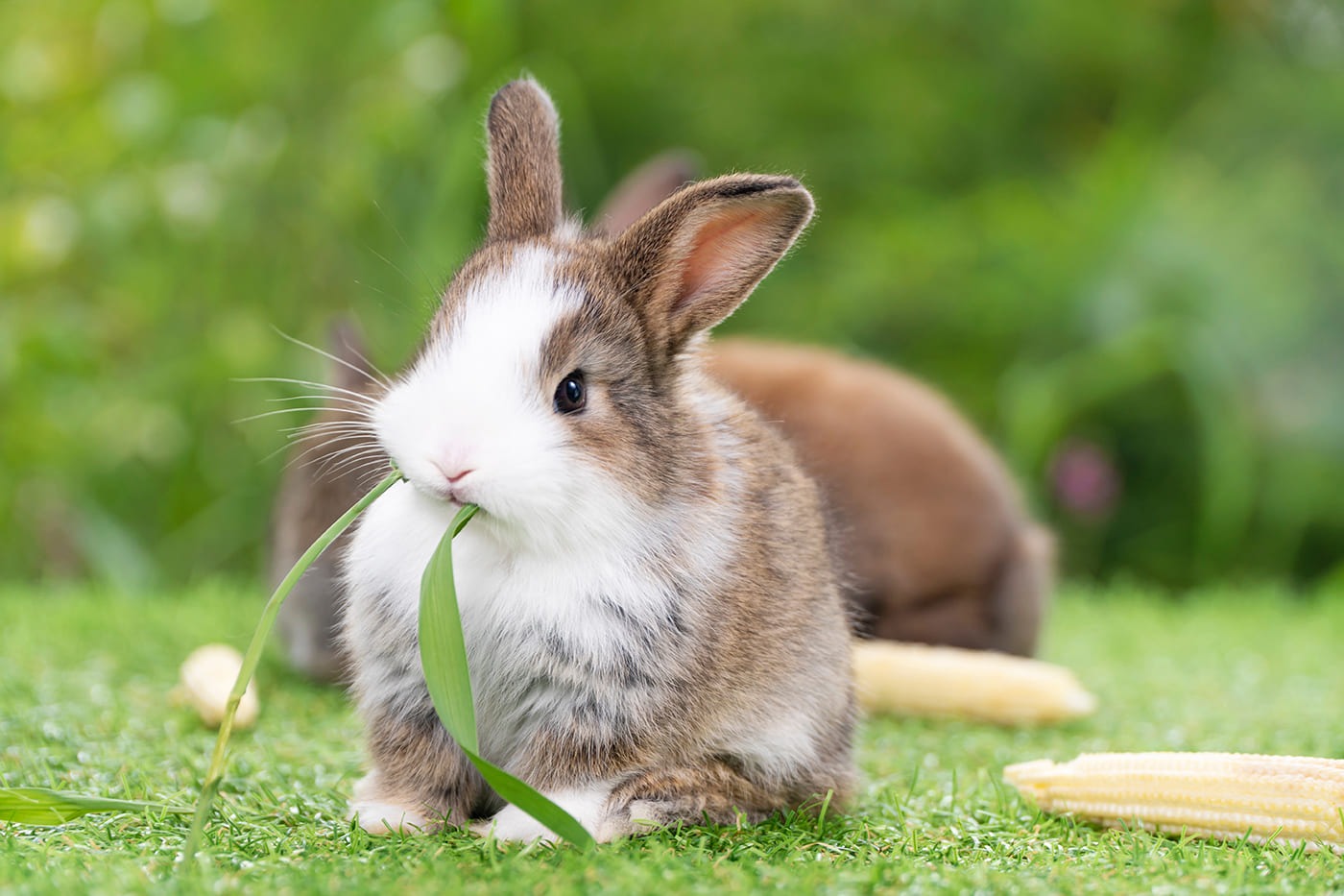 Fluffy white rabbit resting on grass as one of the adorable choices in the 10 Most Popular Pets in the World.