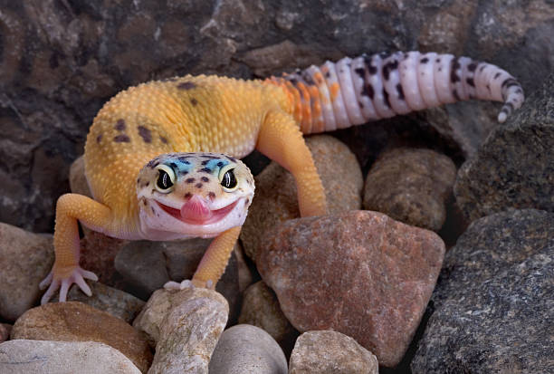 Leopard gecko on a rock showcasing reptiles in the 10 Most Popular Pets in the World ranking.