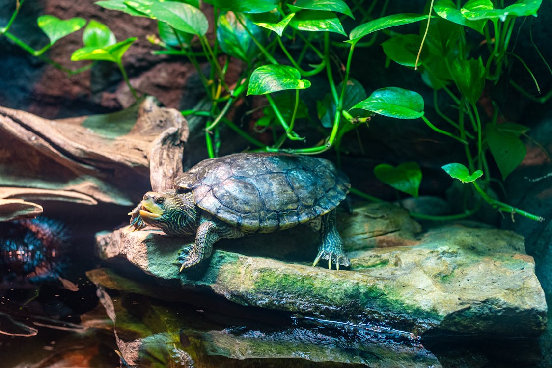 Slow-moving turtle in its tank habitat featured in the top 10 Most Popular Pets in the World.